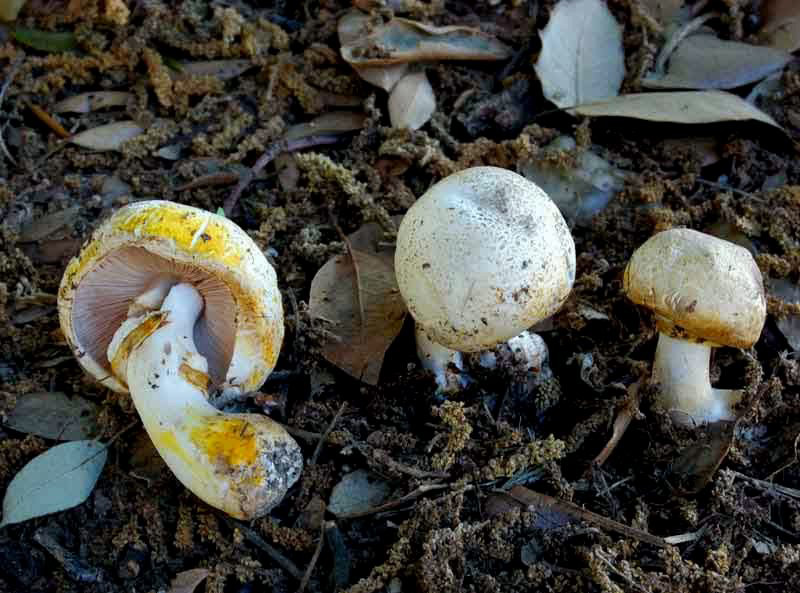 Agaricus